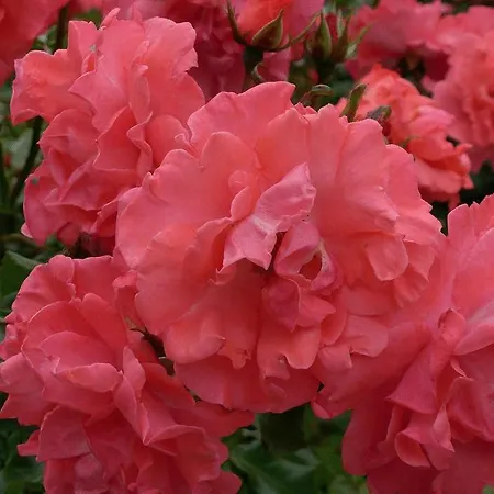 Filoxenia 酒店 布特亚丁根